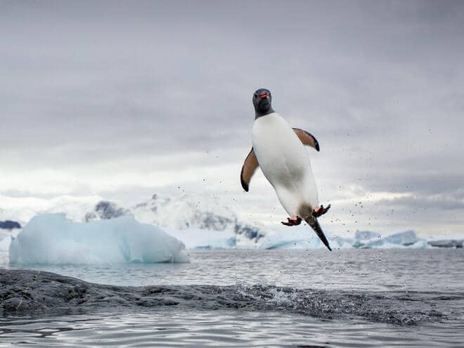 Antarctica, Cuverville Island, Gentoo Penguin (Pygoscelis papua) leaping from water toward rocky shoreline near rookery